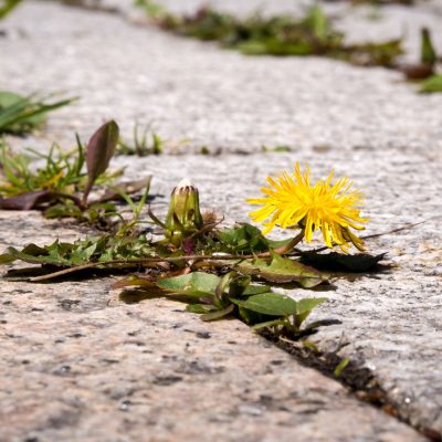 Patio's | Driveways | Decking Patio's | Driveways | Decking